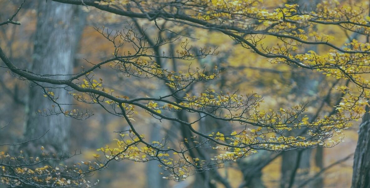 Mevsimsel Depresyon ve Kış Yorgunluğuyla Baş Etme: Bilimsel Stratejiler