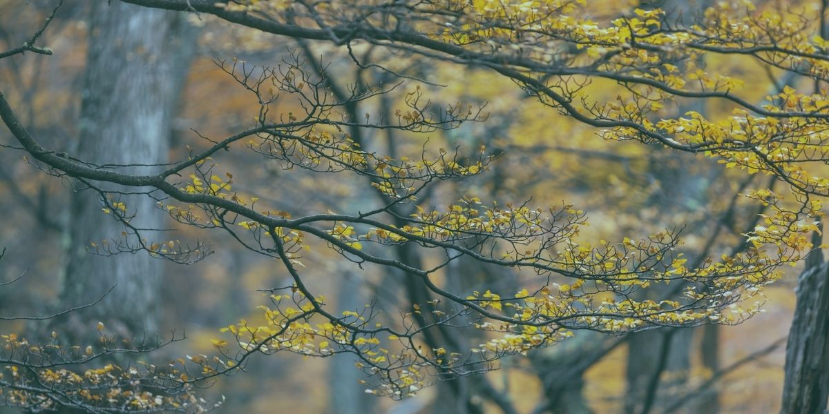 Mevsimsel Depresyon ve Kış Yorgunluğuyla Baş Etme: Bilimsel Stratejiler